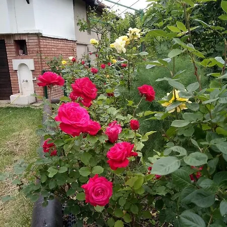 호텔 Family Elena 알바나시